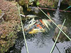 画像：和風庭園の池