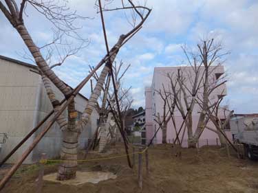 画像：気仙沼大川河畔にほど近い住宅地の中に仮植えされた7本の桜
