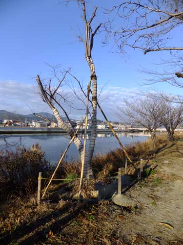 画像：気仙沼大川河畔の桜・津波の塩害により多くは枯れました